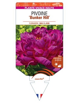 PAEONIA lactiflora Bunker Hill voir Pivoine