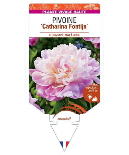 PAEONIA lactiflora Catharina Fontijn voir Pivoine