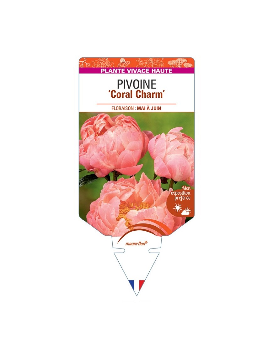 PAEONIA lactiflora Coral Charm voir Pivoine