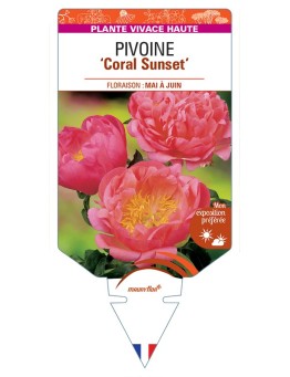 PAEONIA lactiflora Coral Sunset voir Pivoine