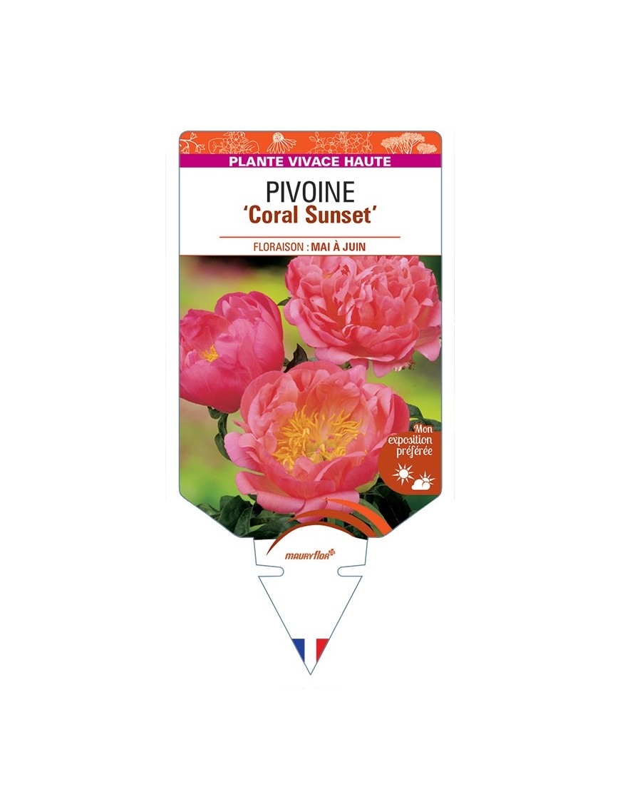 PAEONIA lactiflora Coral Sunset voir Pivoine