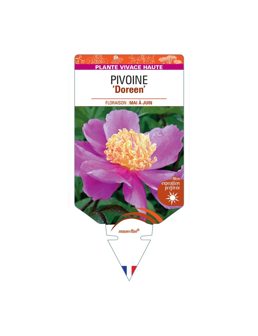 PAEONIA lactiflora Doreen voir Pivoine