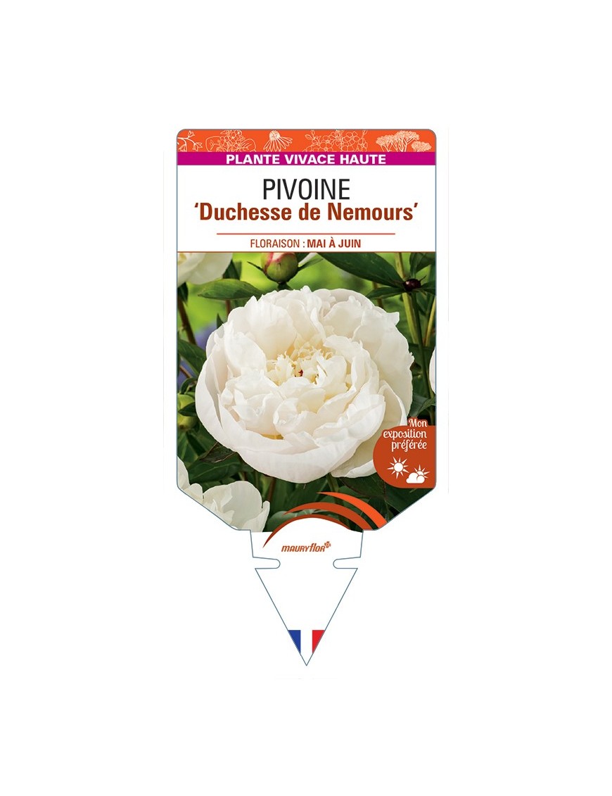 PAEONIA lactiflora Duchesse de Nemours voir Pivoine