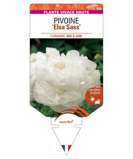 PAEONIA lactiflora Elsa Sass voir Pivoine