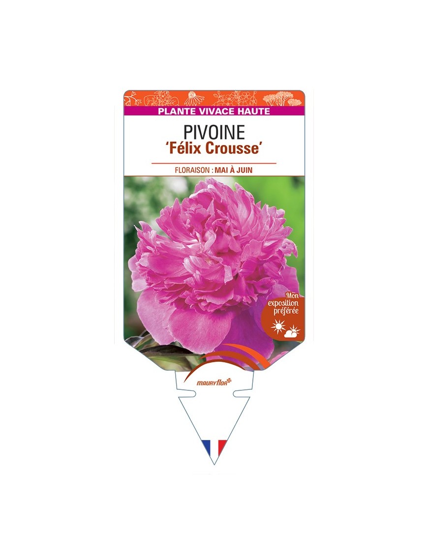 PAEONIA lactiflora Félix Crousse voir Pivoine