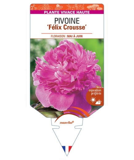 PAEONIA lactiflora Félix Crousse voir Pivoine