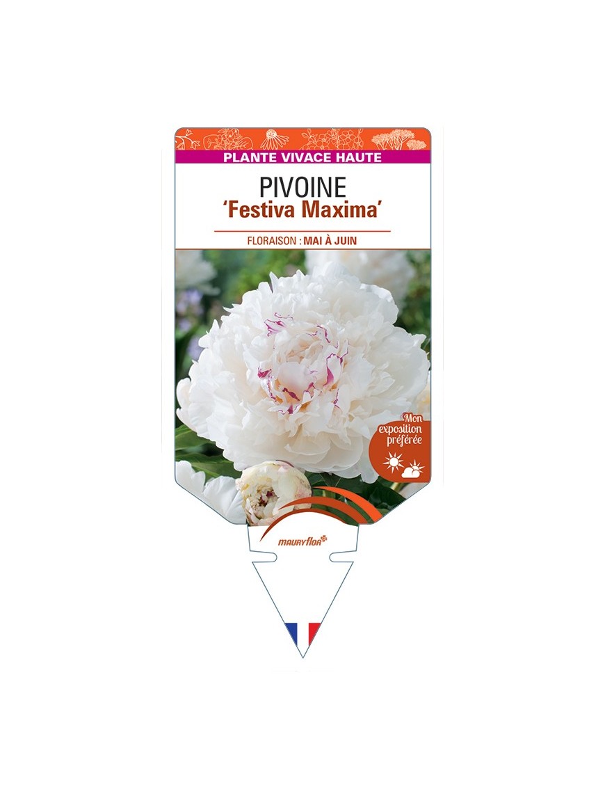 PAEONIA lactiflora Festiva Maxima voir Pivoine