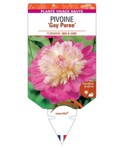 PAEONIA lactiflora Gay Paree voir Pivoine