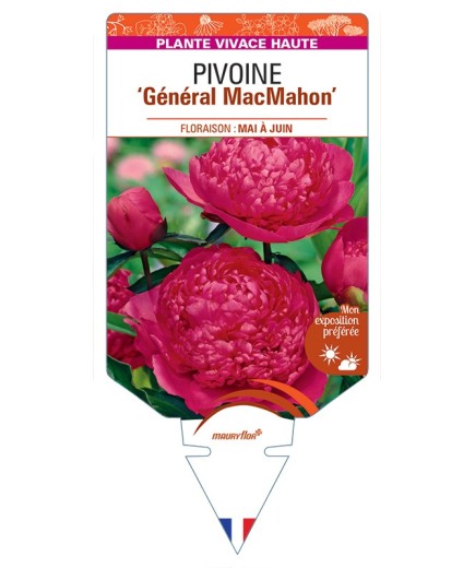 PAEONIA lactiflora Général MacMahon voir Pivoine