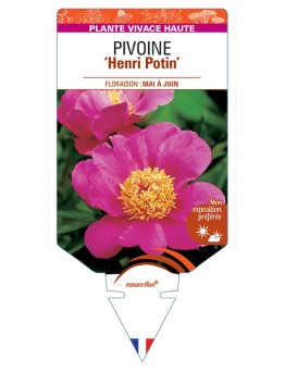PAEONIA lactiflora Henri Potin voir Pivoine