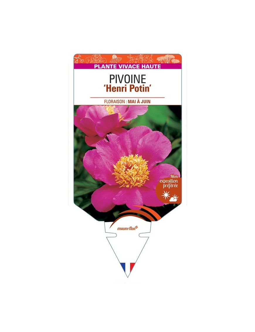 PAEONIA lactiflora Henri Potin voir Pivoine