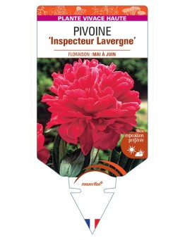PAEONIA lactiflora Inspecteur Lavergne voir Pivoine