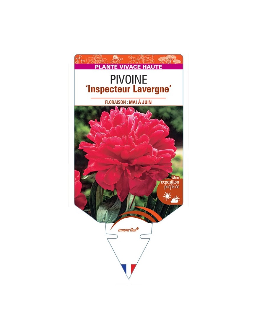 PAEONIA lactiflora Inspecteur Lavergne voir Pivoine