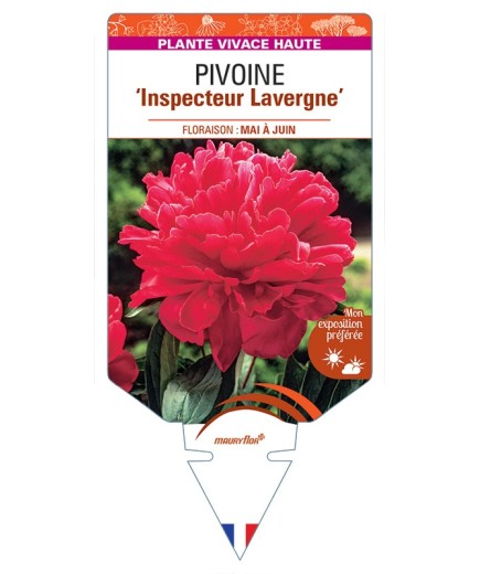 PAEONIA lactiflora Inspecteur Lavergne voir Pivoine
