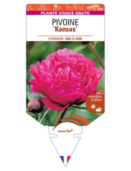 PAEONIA lactiflora Kansas voir Pivoine