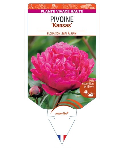 PAEONIA lactiflora Kansas voir Pivoine