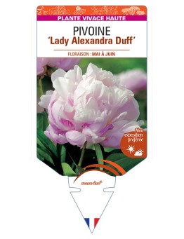 PAEONIA lactiflora Lady Alexandra Duff voir Pivoine