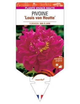 PAEONIA lactiflora Louis van Houtte voir Pivoine
