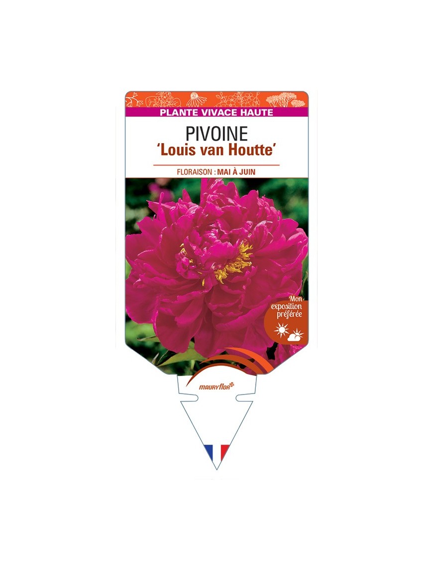 PAEONIA lactiflora Louis van Houtte voir Pivoine