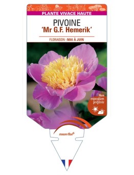 PAEONIA lactiflora Mr G.F. Hemerik voir Pivoine