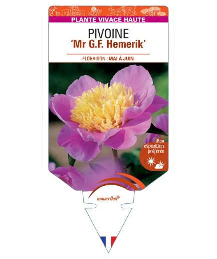 PAEONIA lactiflora Mr G.F. Hemerik voir Pivoine