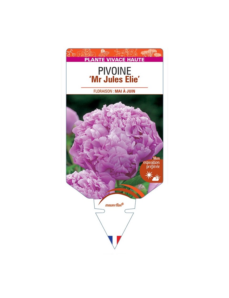 PAEONIA lactiflora Mr Jules Elie voir Pivoine