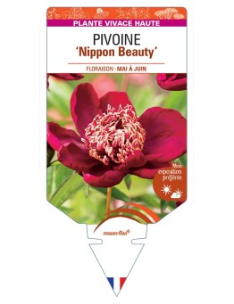 PAEONIA lactiflora Nippon Beauty voir Pivoine