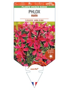 PHLOX nain (rouge) *