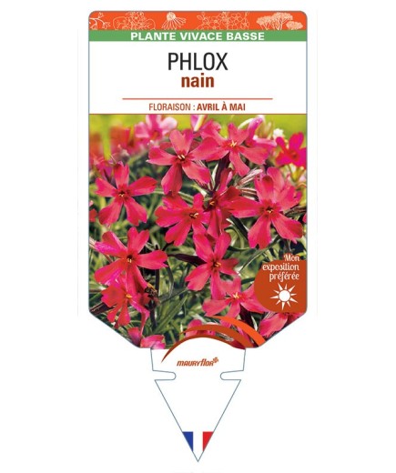 PHLOX nain (rouge) *