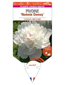 PAEONIA lactiflora Noémie Demay voir Pivoine