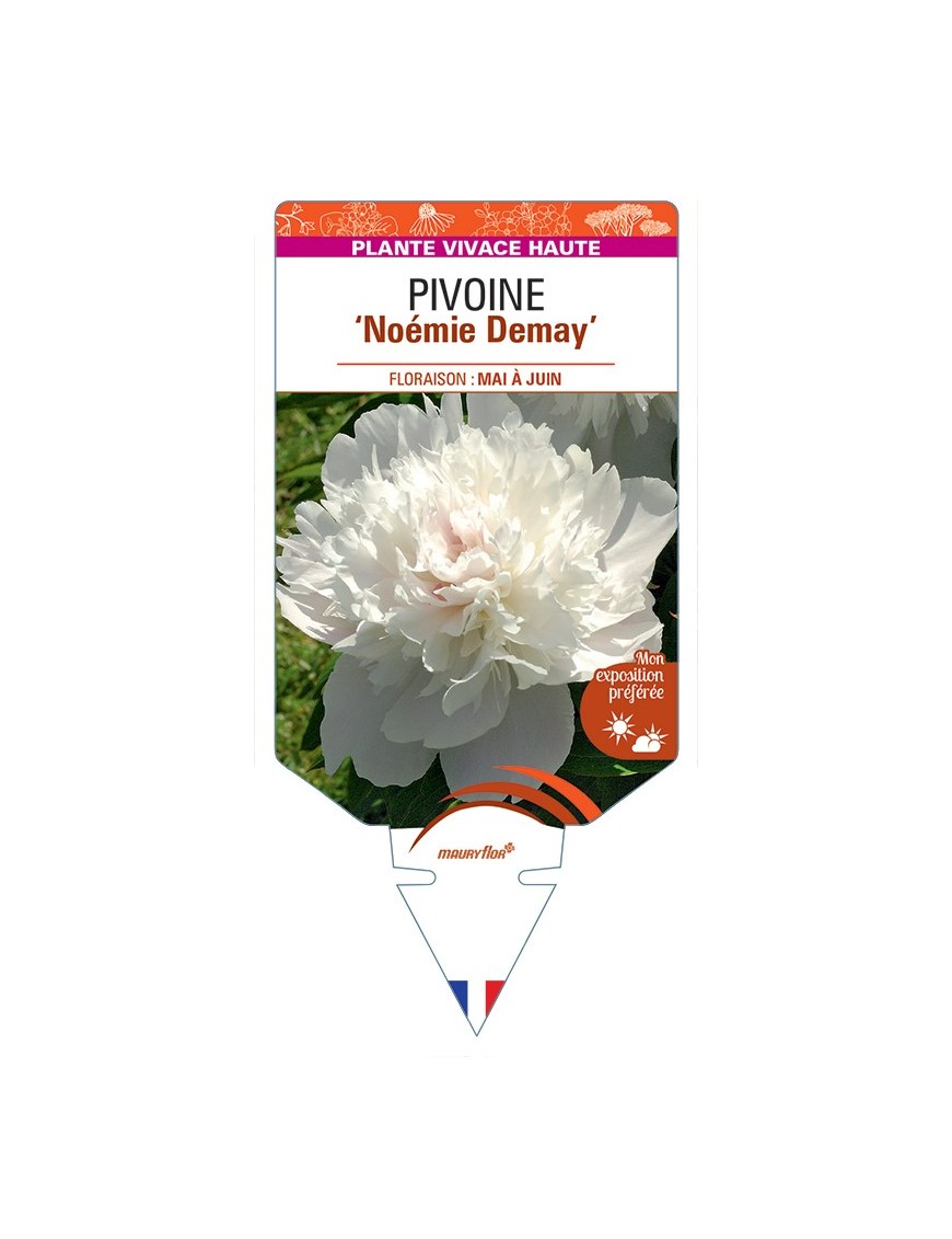 PAEONIA lactiflora Noémie Demay voir Pivoine