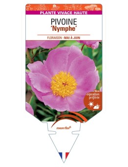 PAEONIA lactiflora Nymphe voir Pivoine