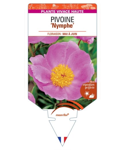 PAEONIA lactiflora Nymphe voir Pivoine