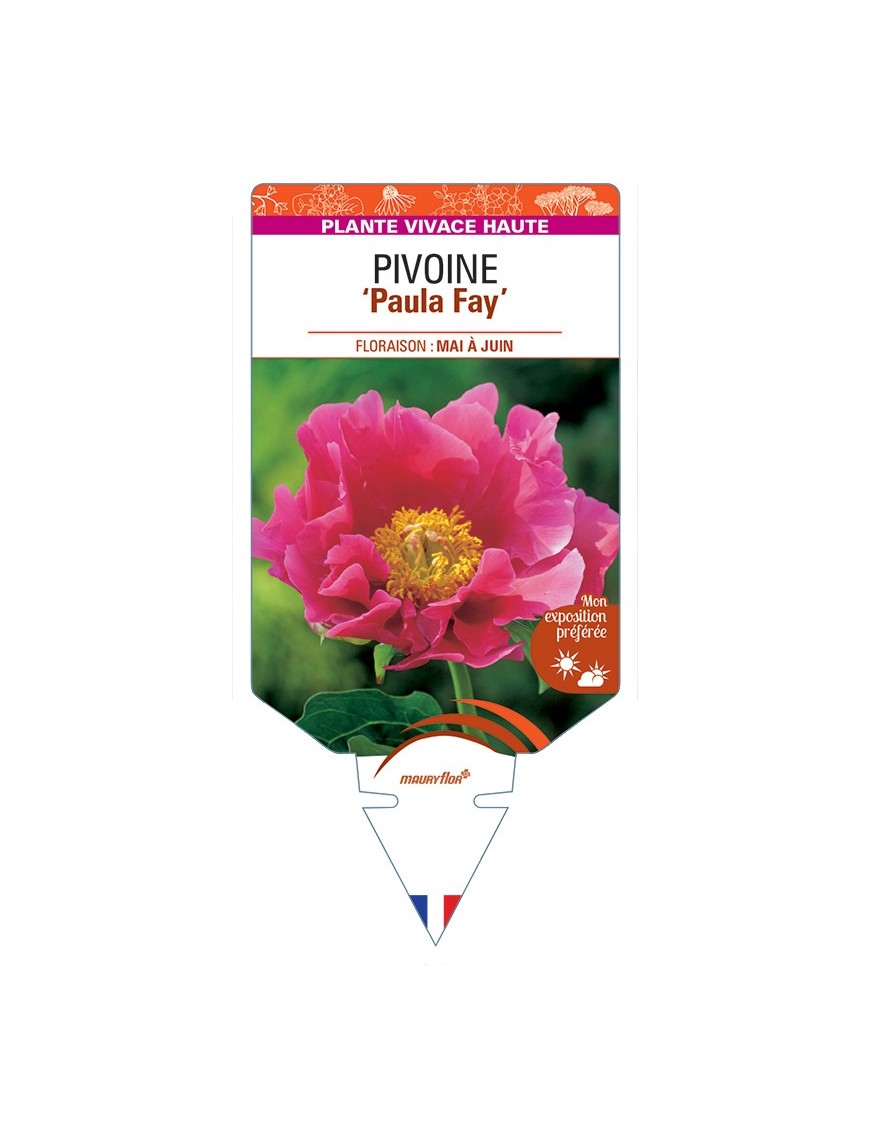 PAEONIA lactiflora Paula Fay voir Pivoine