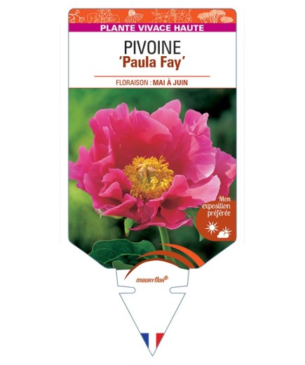 PAEONIA lactiflora Paula Fay voir Pivoine