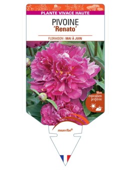 PAEONIA lactiflora Renato voir Pivoine