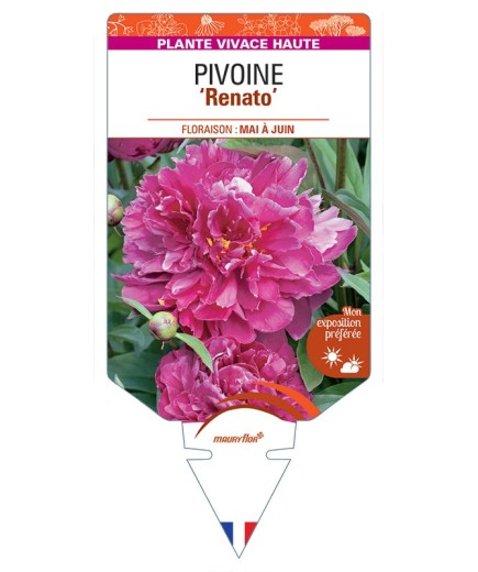 PAEONIA lactiflora Renato voir Pivoine