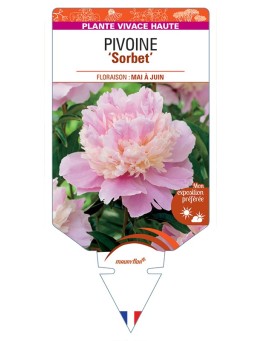 PAEONIA lactiflora Sorbet voir Pivoine