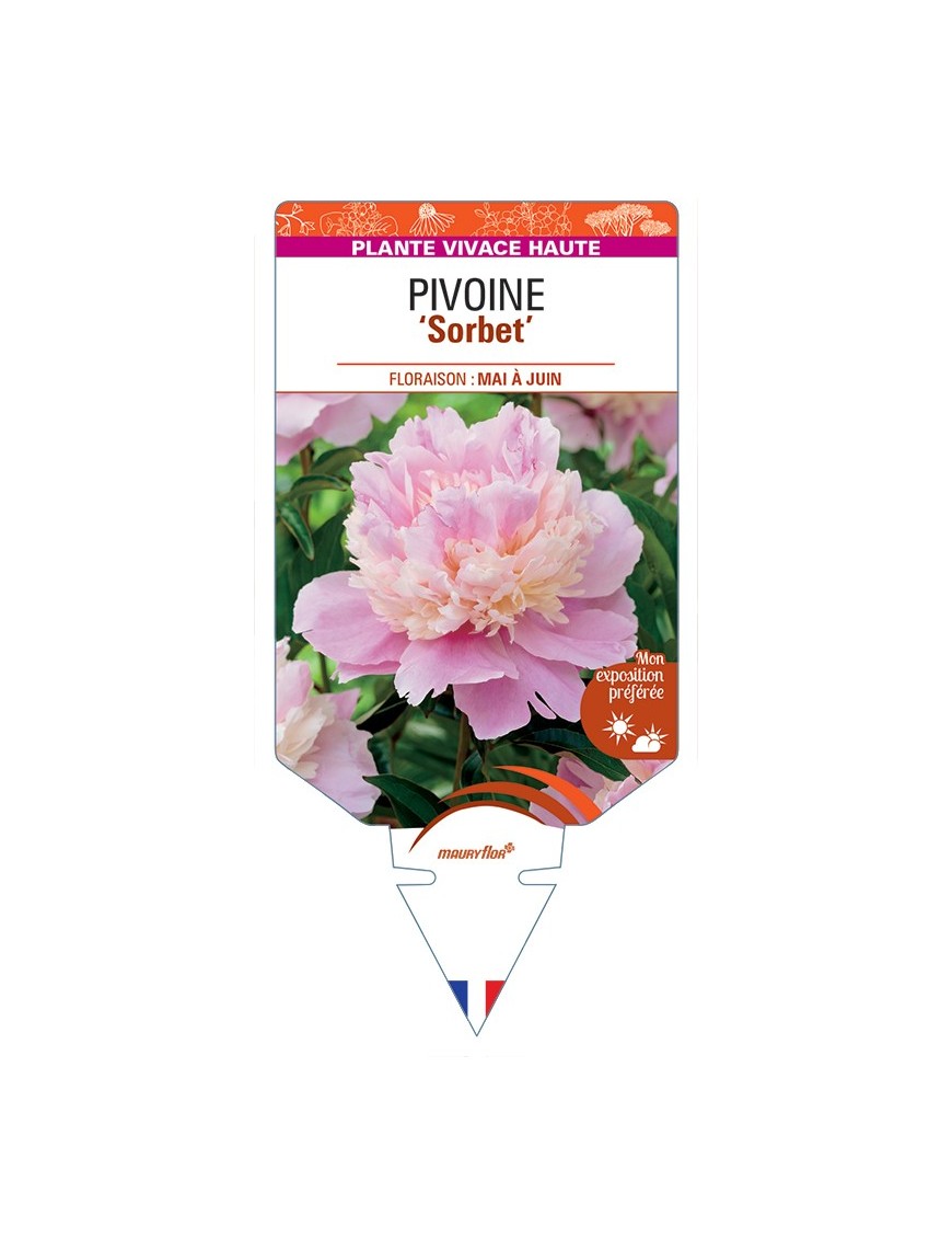 PAEONIA lactiflora Sorbet voir Pivoine