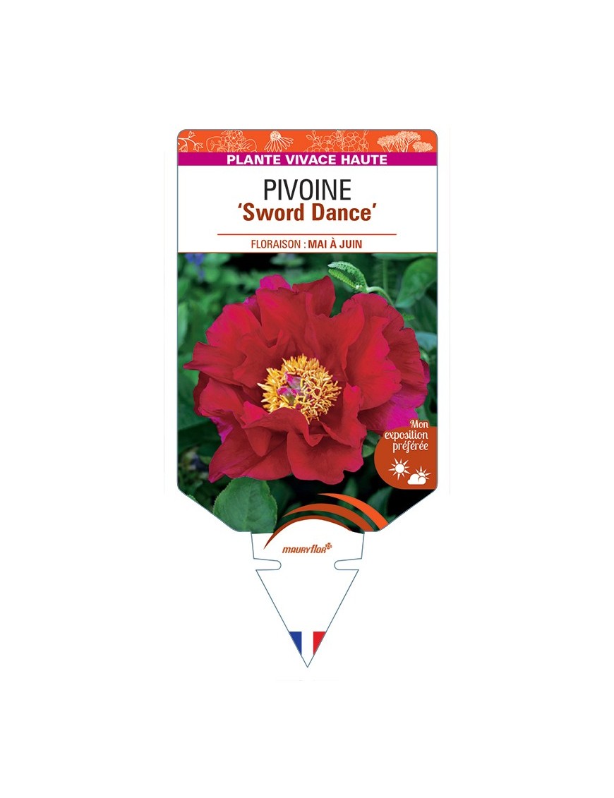 PAEONIA lactiflora Sword Dance voir Pivoine