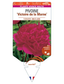 PAEONIA lactiflora Victoire de la Marne voir Pivoine