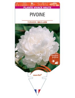 PAEONIA lactiflora voir Pivoine (blanche)