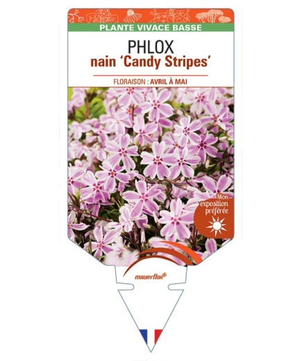 PHLOX nain (subulata bicolore) 'Candy Stripes' *