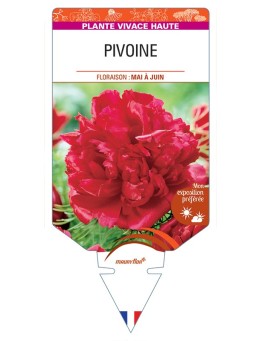 PAEONIA lactiflora voir Pivoine (rouge)
