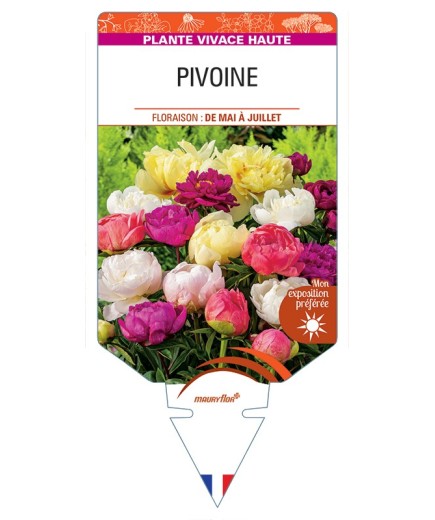 PAEONIA lactiflora voir Pivoine (varié)