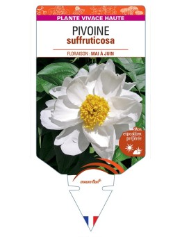 PAEONIA suffruticosa voir Pivoine (blanche)