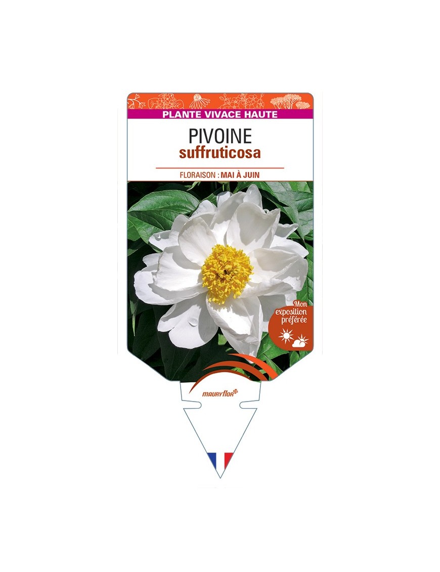 PAEONIA suffruticosa voir Pivoine (blanche)