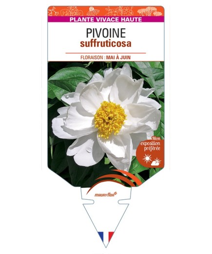 PAEONIA suffruticosa voir Pivoine (blanche)