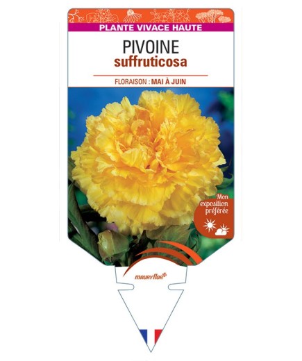 PAEONIA SUFFRUTICOSA voir Pivoine (jaune)