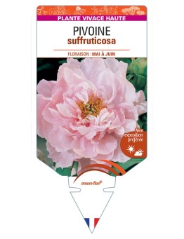PAEONIA suffruticosa voir Pivoine (rose clair)
